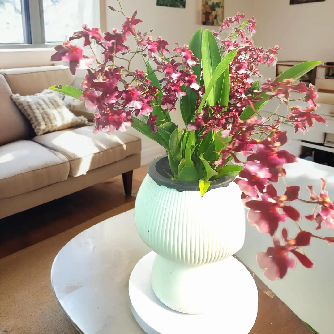 京东快递送货上门浓香型梦香兰原盆原土盆栽花卉春剑兰花