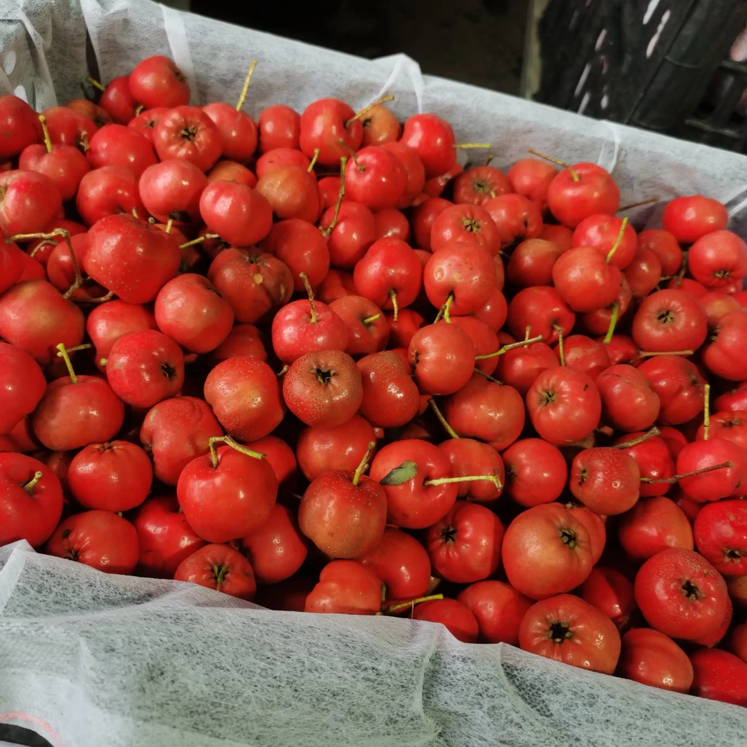 大棉球糖葫芦专用