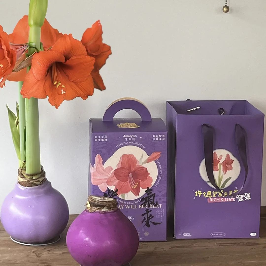 朱顶红种球礼盒套装