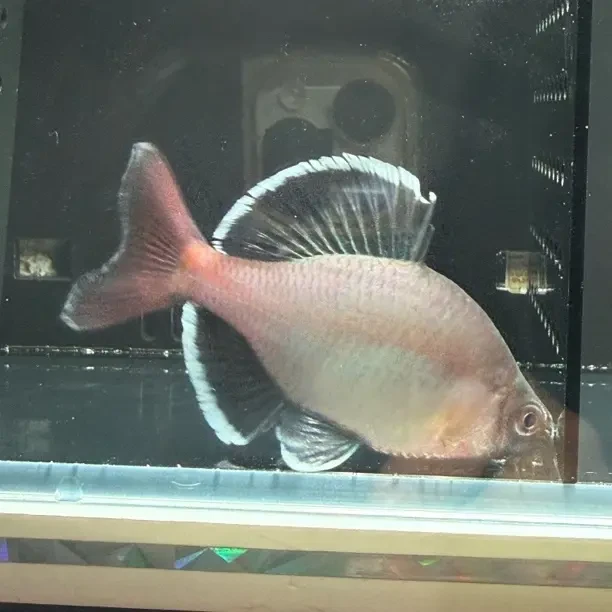 湖南特产白边紫须鱊 原生观赏鱼 网红鱼 鳑鲏鱼冷水鱼溪流鱼
