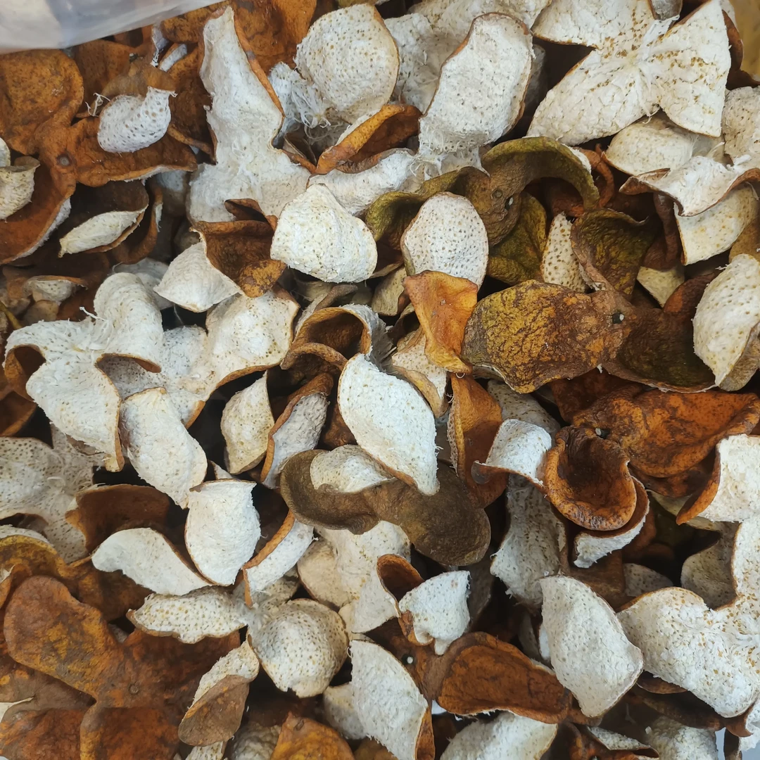 2025年冬后老树大红皮(花皮)，自然生晒，陈化更香，泡茶养生佳选