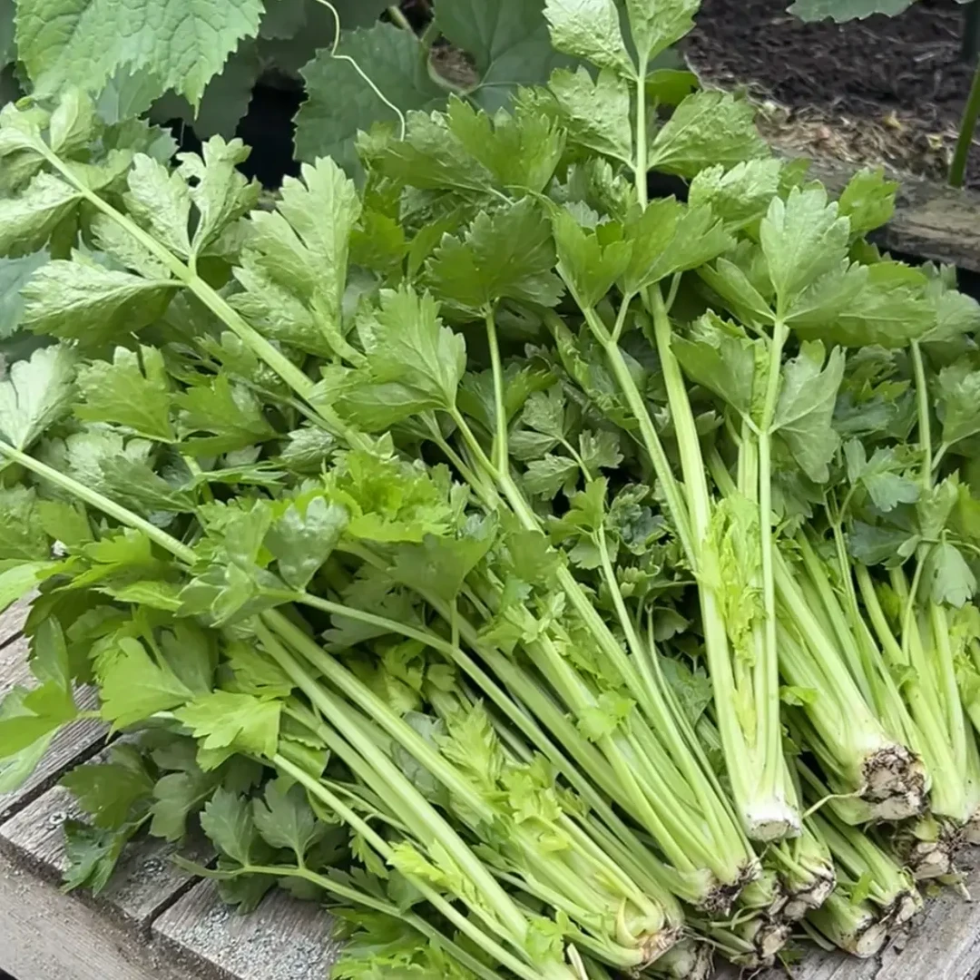新鲜现摘现发芹菜大蒜混发