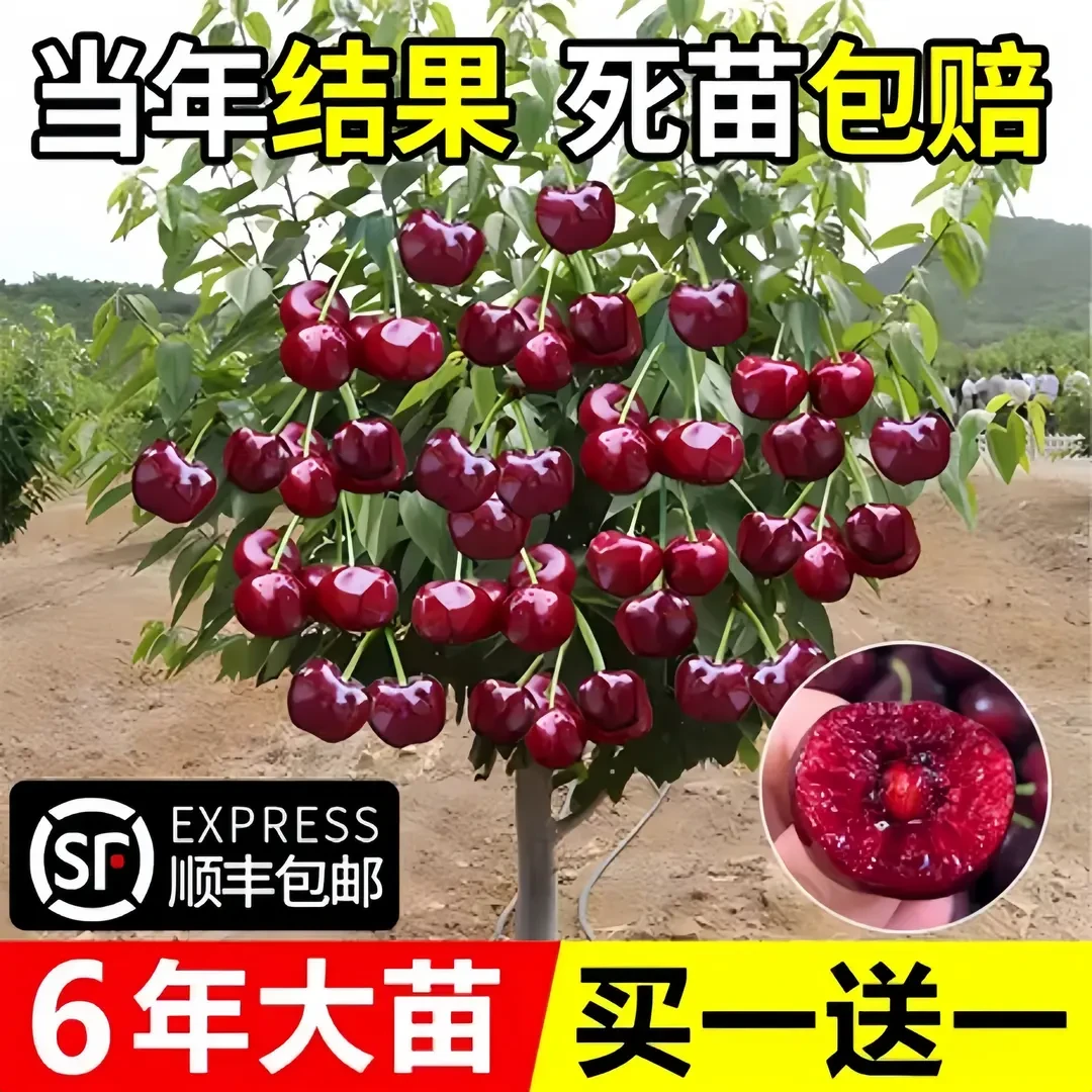 车厘子树苗樱桃树苗发货北方种植盆栽庭院果树矮化大樱桃苗樱桃树