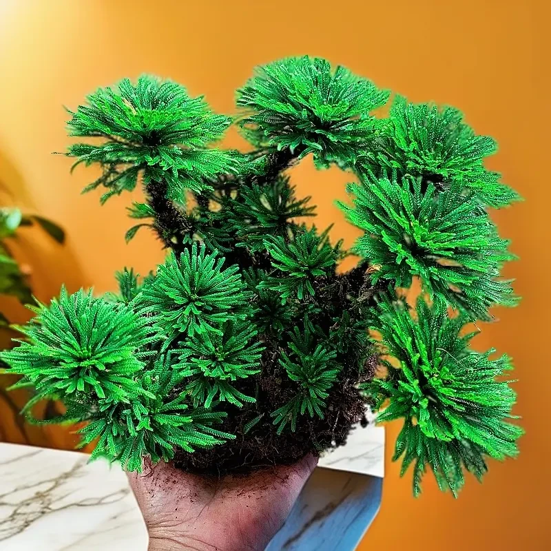 卷柏还魂草绿植盆景室内外阳台庭院微型造景耐旱植物盆栽假山绿植