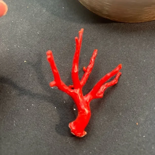 天然珊瑚沙丁树形