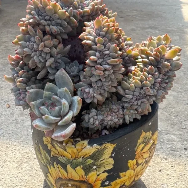 超大盆多肉植物带盆带土发美观净化空气新手好养