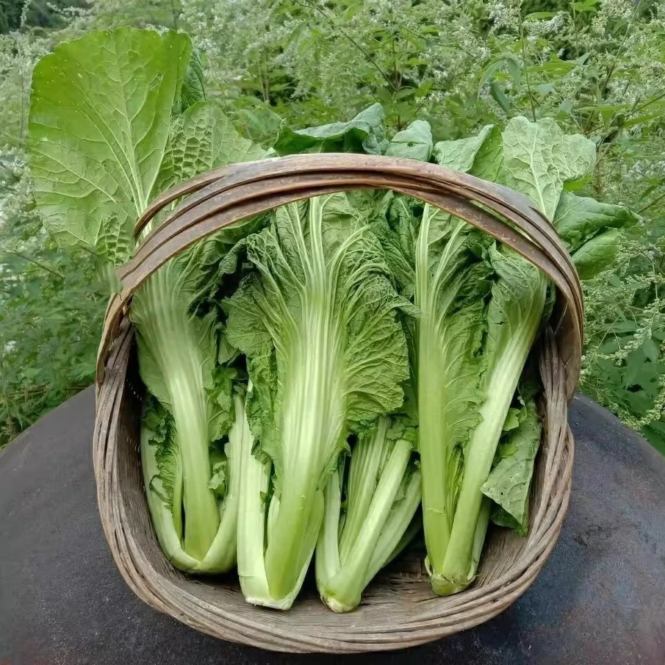 贵州新鲜青菜包心芥菜盖菜苦菜当季新鲜蔬菜可做酸菜泡菜泡沫箱装