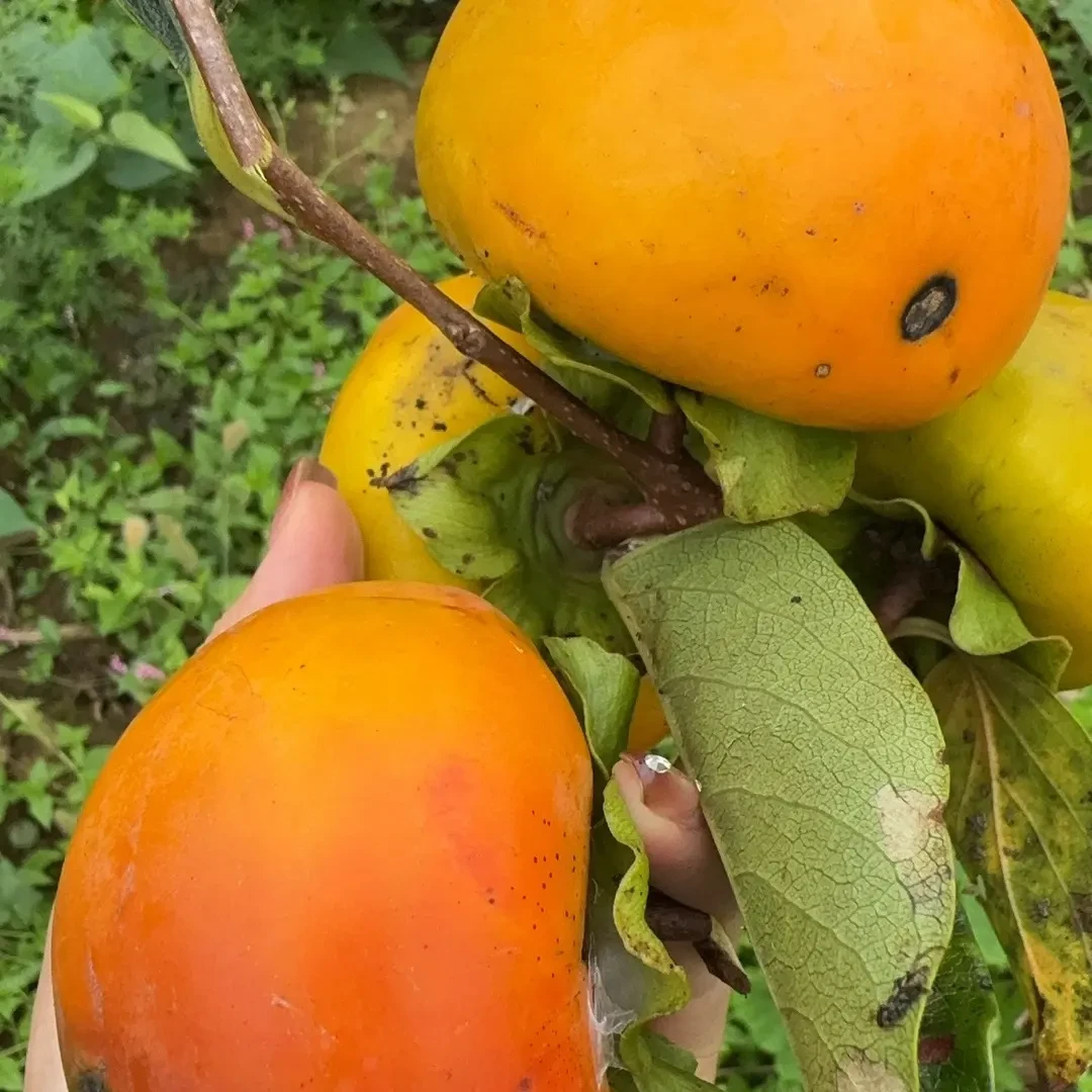 新鲜采摘丰收脆甜多汁不涩口的巧克力脆柿