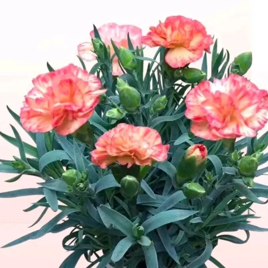 康乃馨《梦幻城》(带花苞发货)开花梦幻 新老花友福利…