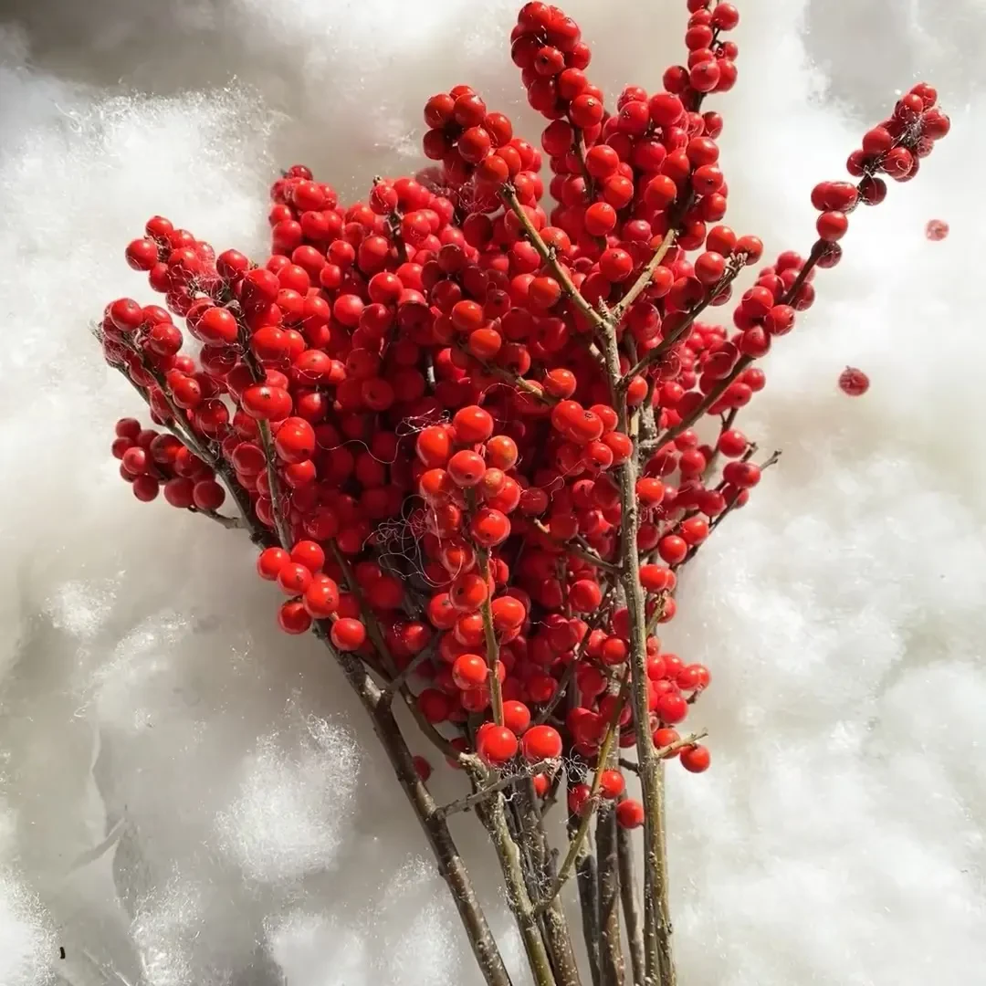 北美冬青鲜切枝冬季真花观果植物鲜花室内客厅水养插花新鲜耐寒