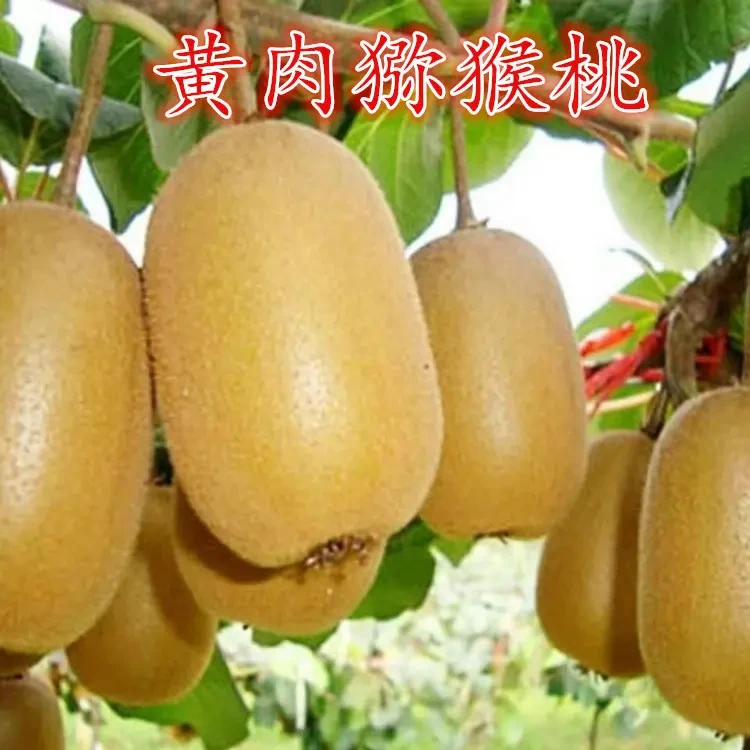 正宗黄肉猕猴桃树苗徐香猕猴桃苗耐寒自花授粉盆栽地栽南北方种植