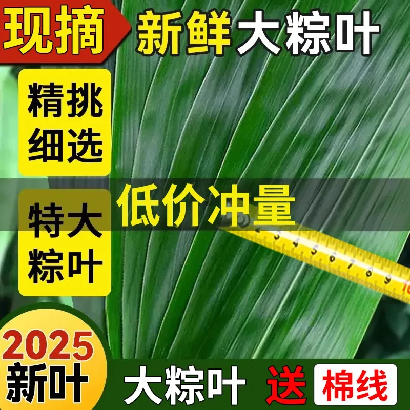 【只亏一百单】新鲜粽叶端午节粽叶野生家用家真空包装特大模具新鲜