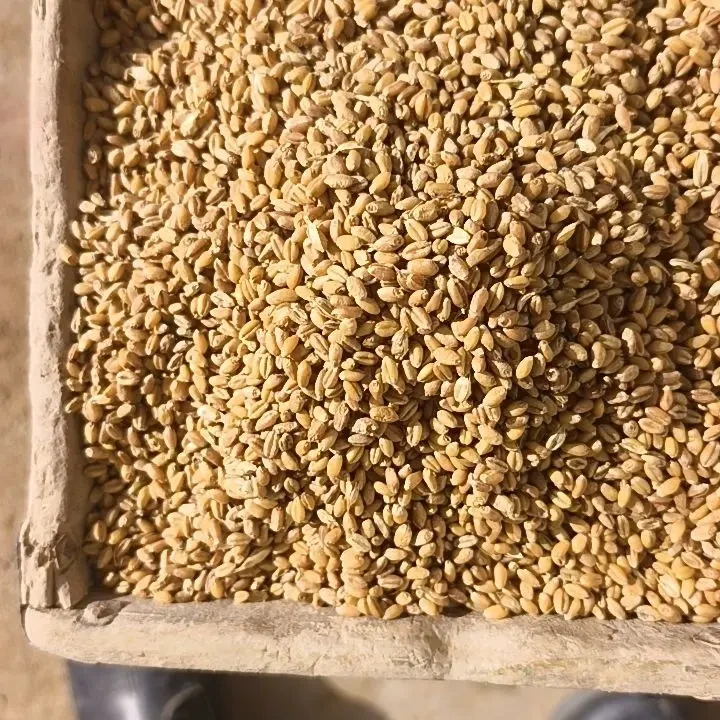 农家小麦，（没有收拾干净）介意勿拍