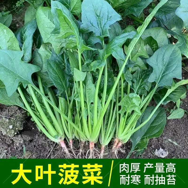 四季大叶菠菜种子青菜籽阳台抗热盆栽菜籽家庭蔬菜种子大全