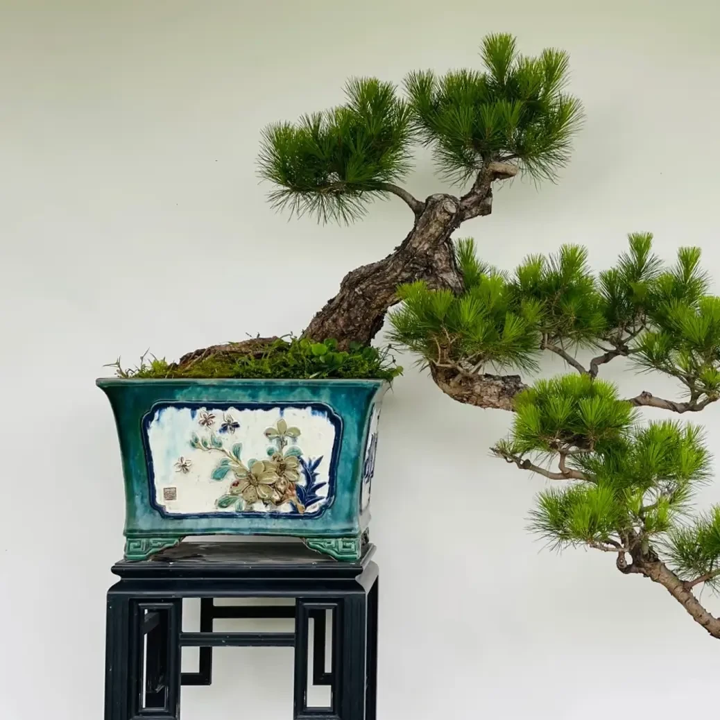 黑松盆景直播链接一物一拍