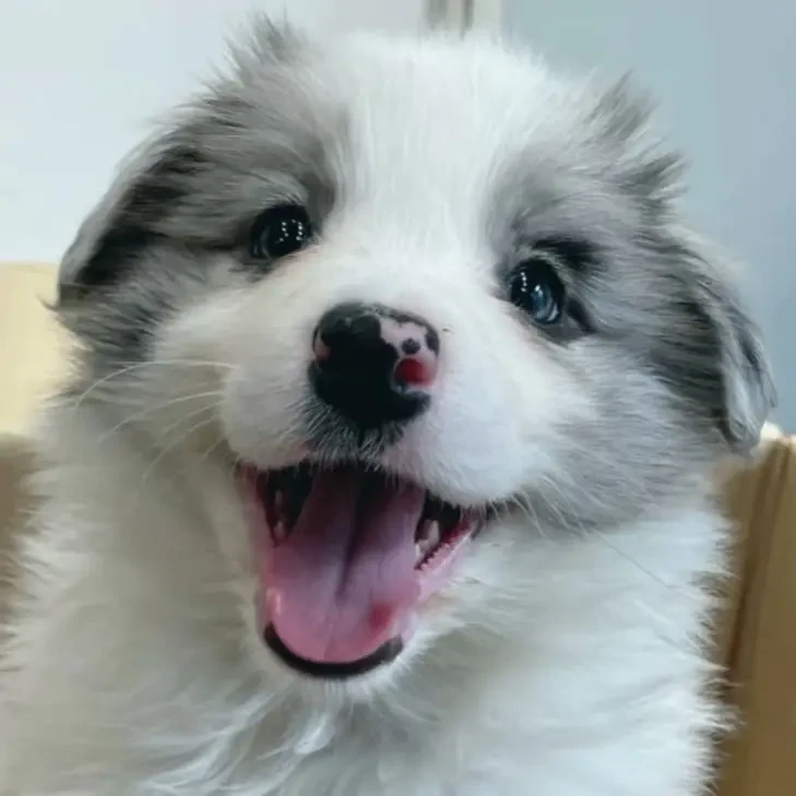 狗界第一聪明陨石边牧幼犬