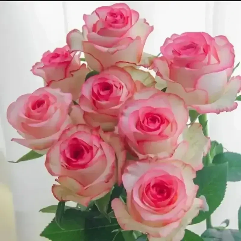稀有品种【爱莎】苗月季盆栽地栽庭院四季绿植花卉室内循环开花玫瑰