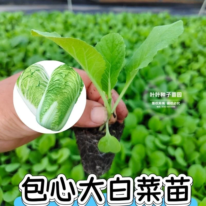 【冬储包心大白菜苗】抗病黄心大白菜苗娃娃菜秧苗阳台庭院种植