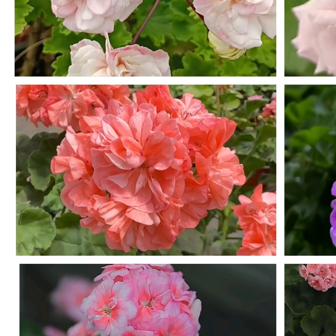 随机一颗天竺葵盆栽