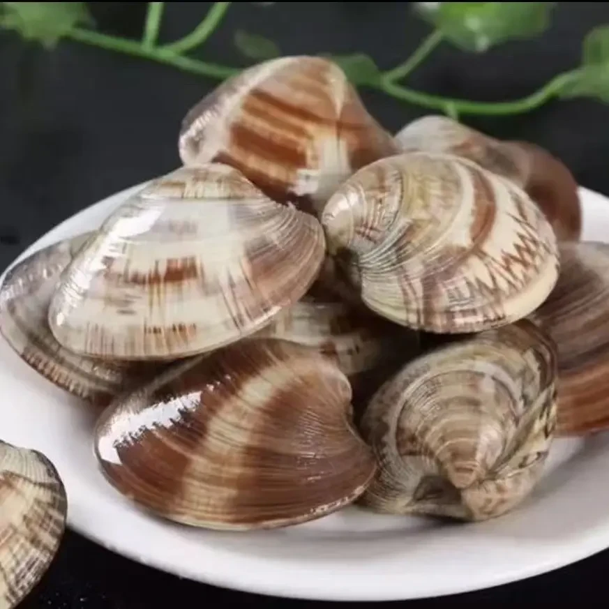 鲜活大蛤蜊美贝无沙新鲜蛤蜊即食鲜活美贝坏单包赔