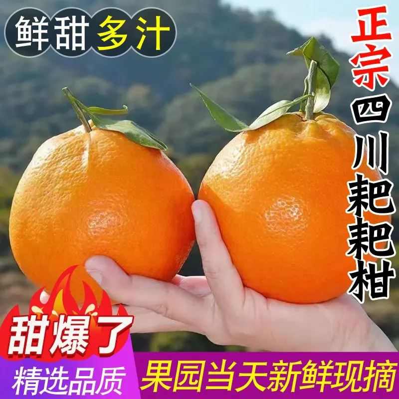四川耙耙柑橘子当季整箱新鲜水果现摘现发5斤/9斤