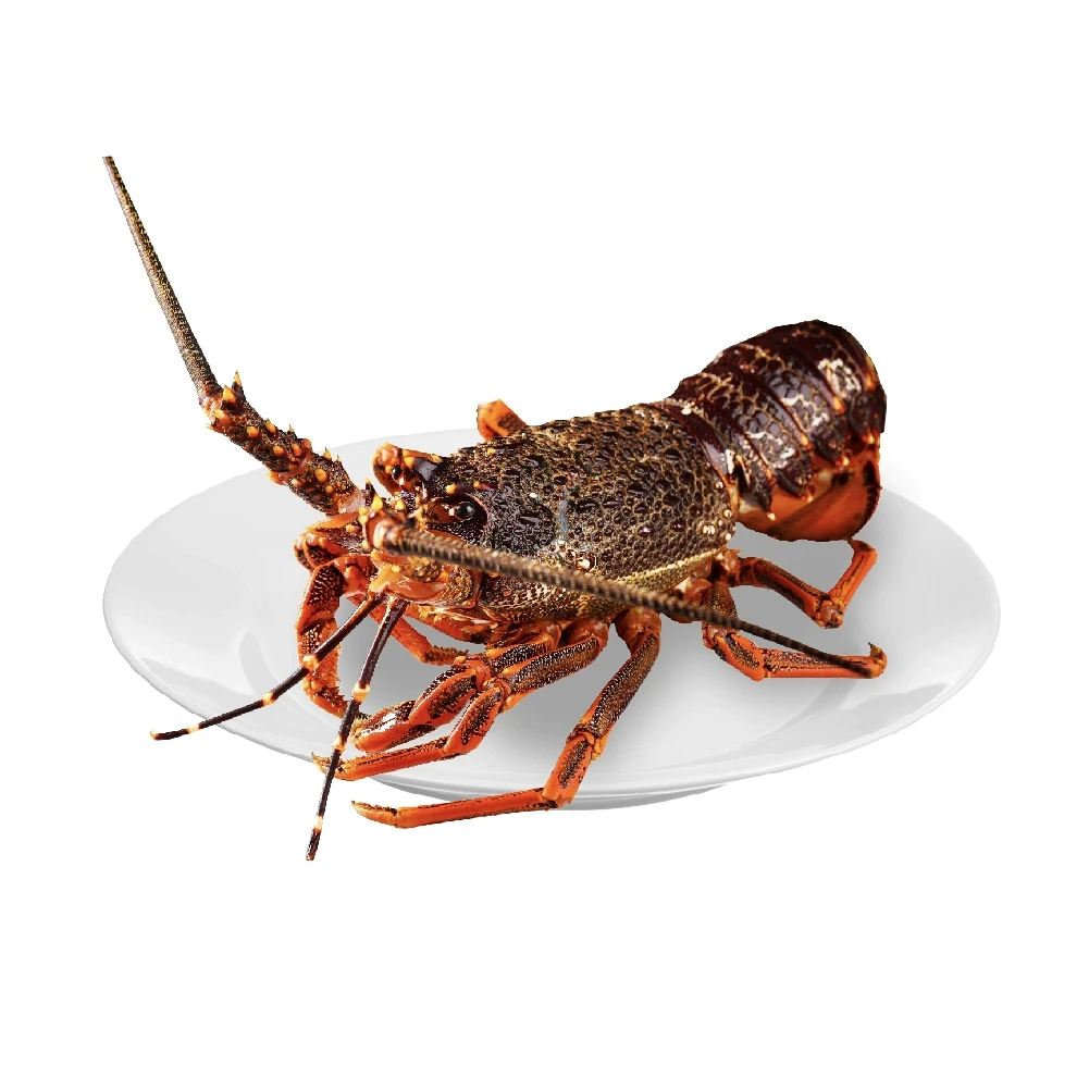 鲜活澳洲岩龙虾700-900g/只
