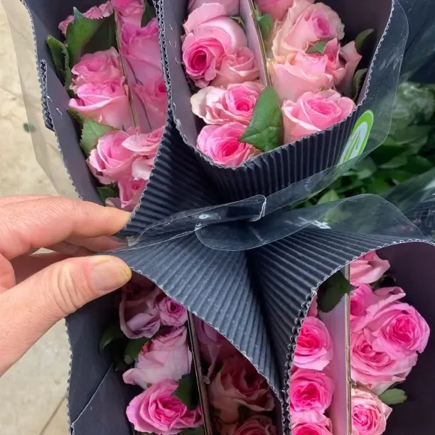 (20把起发)5111洛神20支