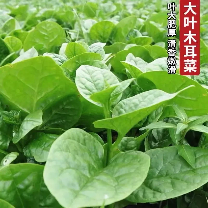 【大叶木耳菜种子】一包也包邮下单送肥料