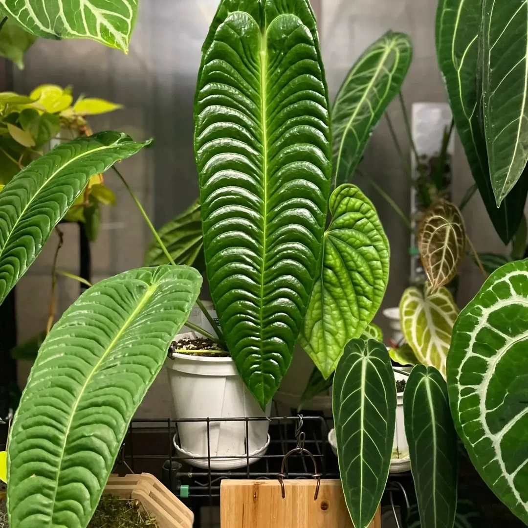 火鹤王花烛室内好养高级观叶植物打造ins风家居绿植