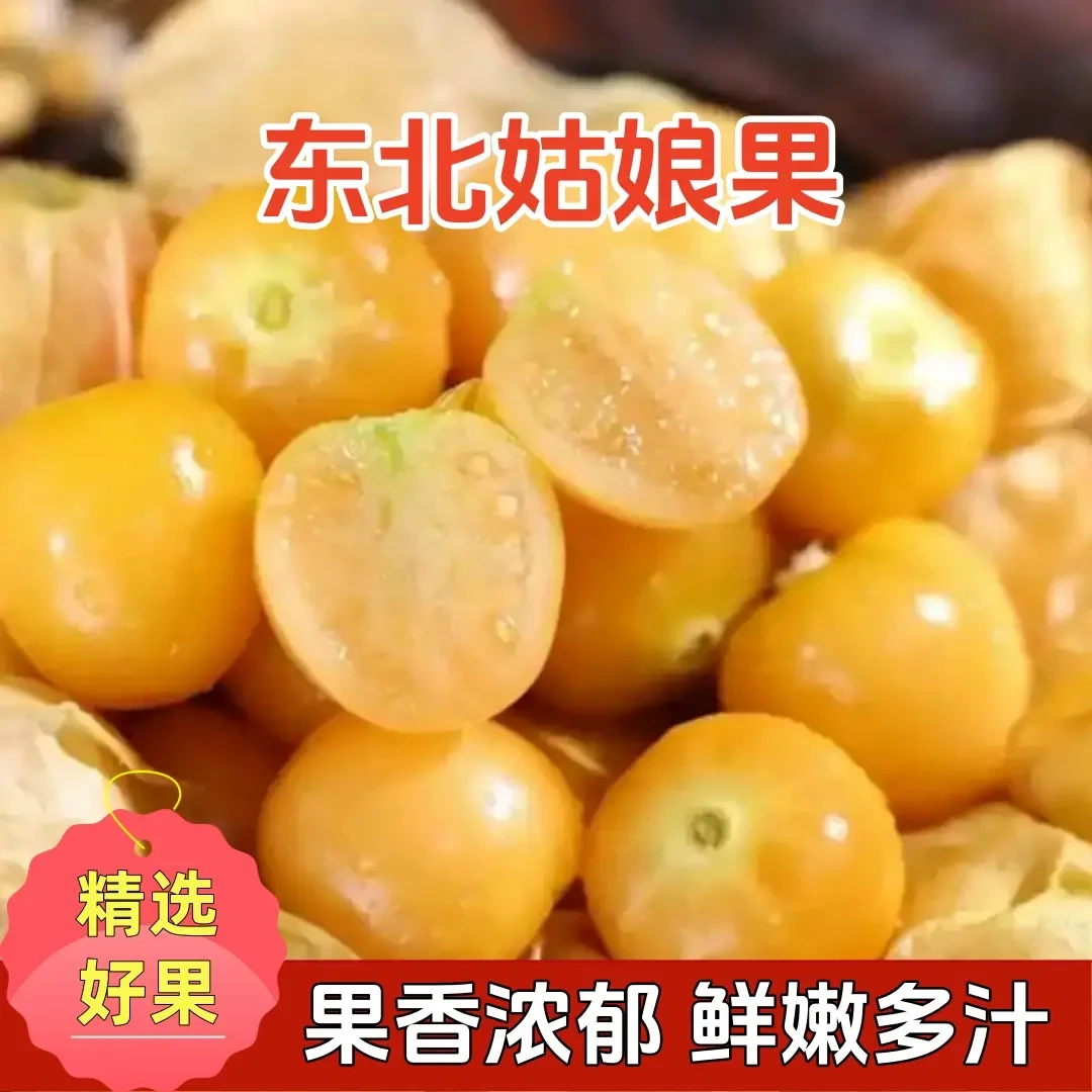 菇娘果头茬东北姑娘果灯笼果香甜可口新鲜采摘产地直发