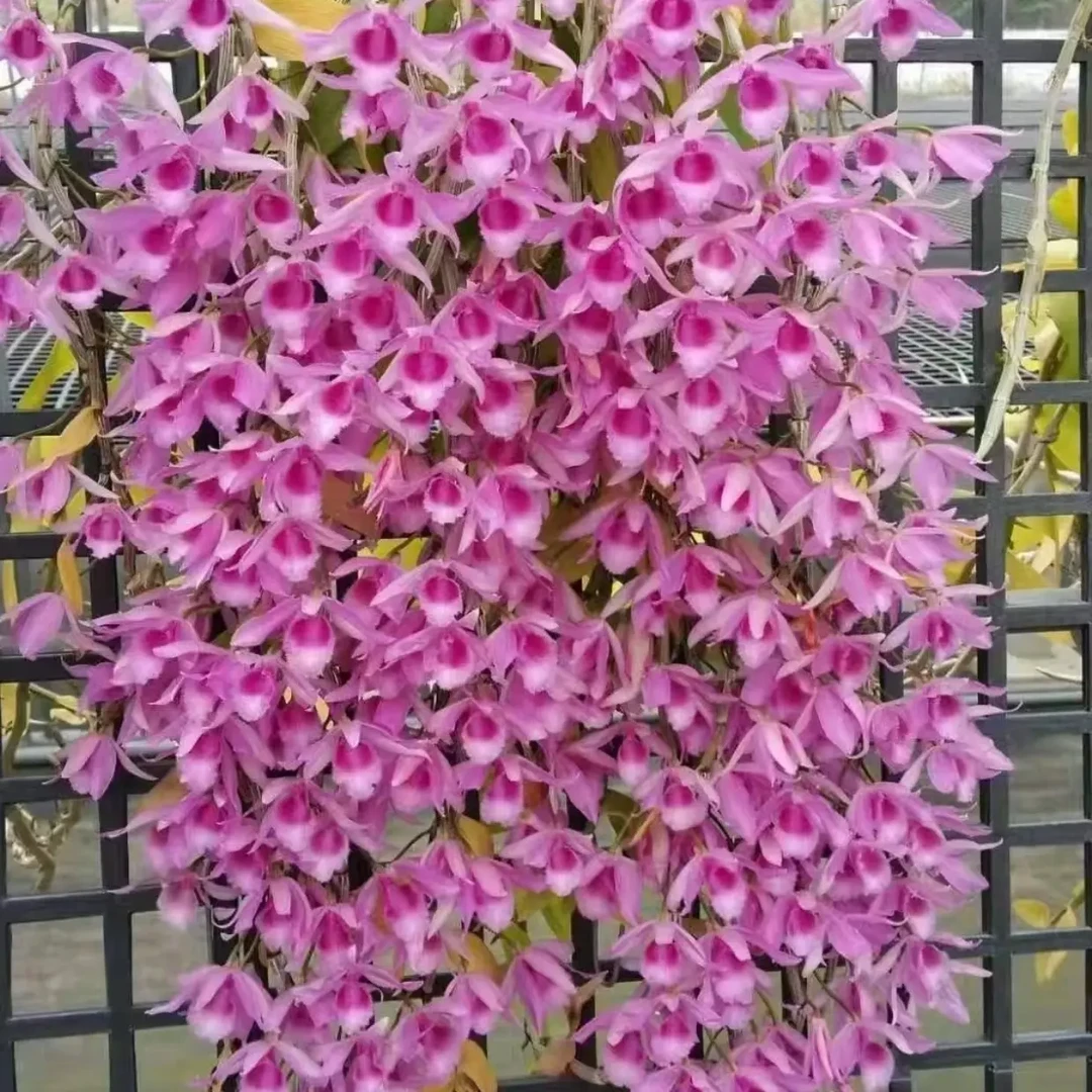 天宫石斛兰盆栽浓香型花卉四季开花耐寒适合室内外种植