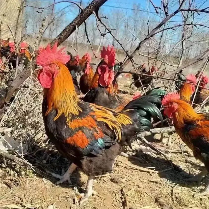 散养大公鸡图片展示自然环境活泼公鸡新鲜鸡肉