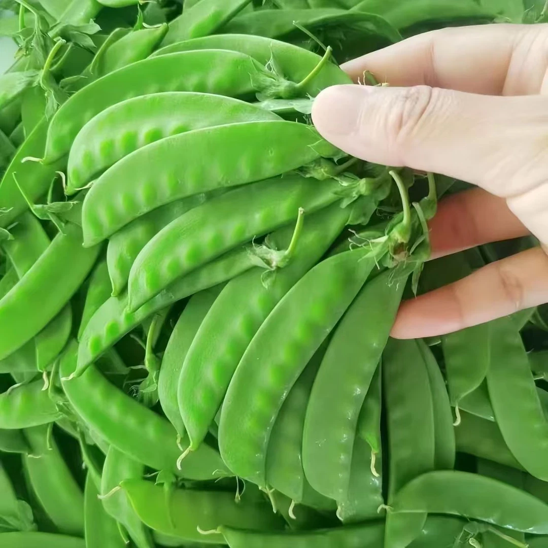 【商超精品】云南山地荷兰豆露天种植脆甜爽口青豆荚豌豆片产地直发
