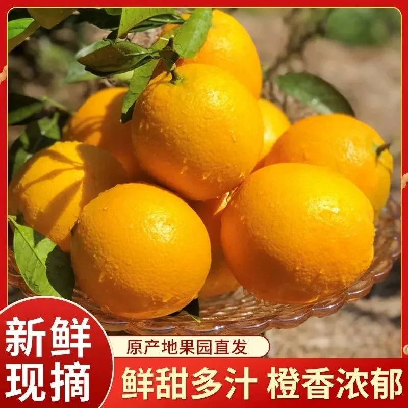 新鲜正宗高山脐橙现摘当季脐橙薄皮甜橙应季水果果园现发sy