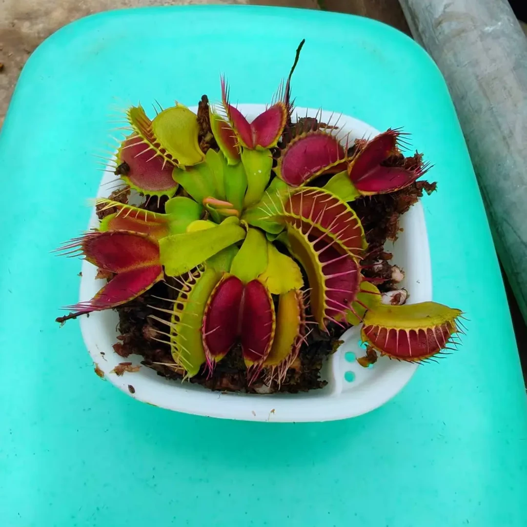 大嘴捕蝇草食虫植物吃苍蝇蚊子趣味室内绿植花卉办公室盆栽好养