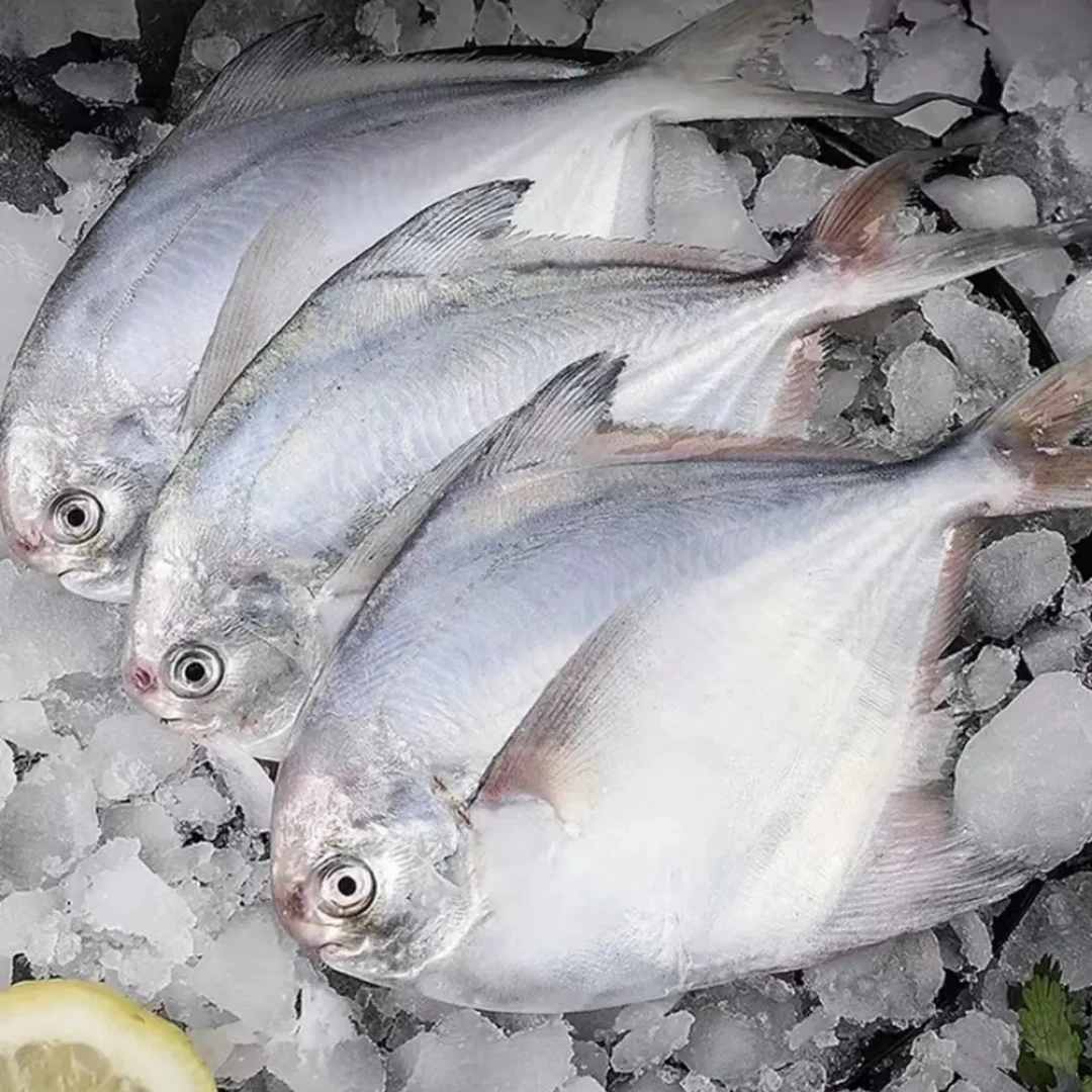 新鲜海捕野生银鲳鱼刺少肉嫩无冰衣冷链发货