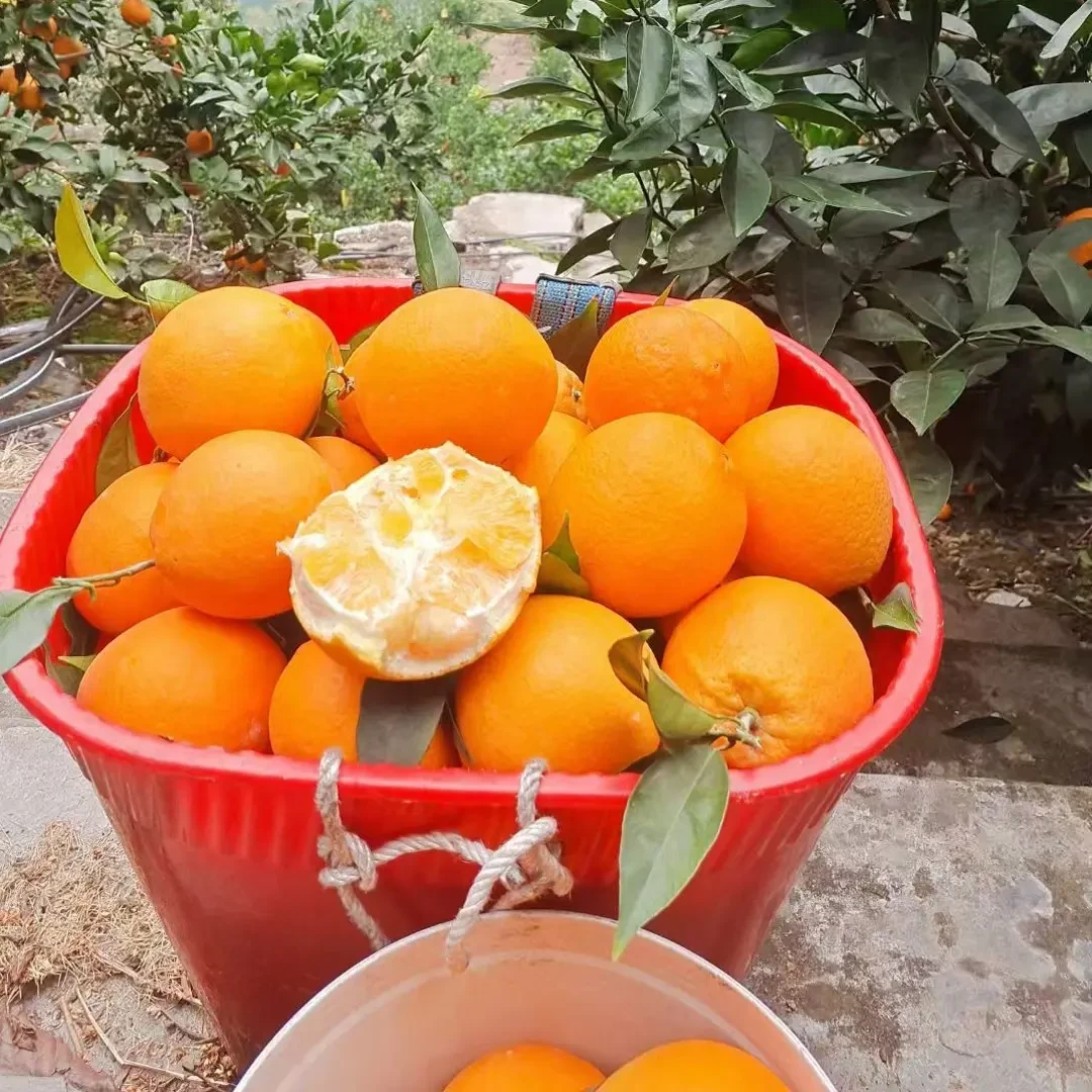 雷波脐橙正宗大凉山雷波脐橙皮薄肉厚新鲜现摘果园直发