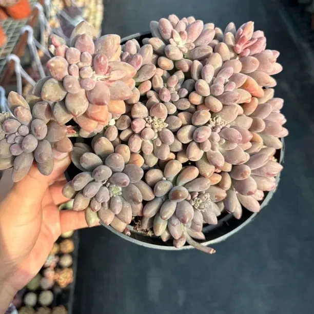 星黛露多肉16㎝盆 只发新疆一单包邮