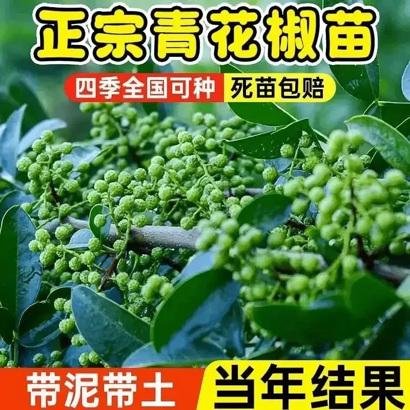 正宗四川汉源藤椒树苗青花椒椒无刺花椒绿花椒麻椒苗当年结果果树