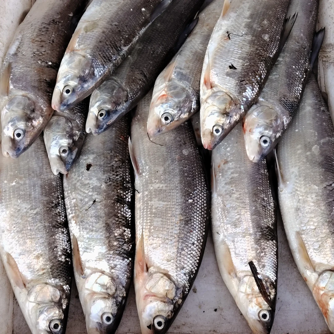 黑龙江野生兔鱼虫虫鮦罗发罗鱼鳌花细粼新鲜淡水鱼江鱼