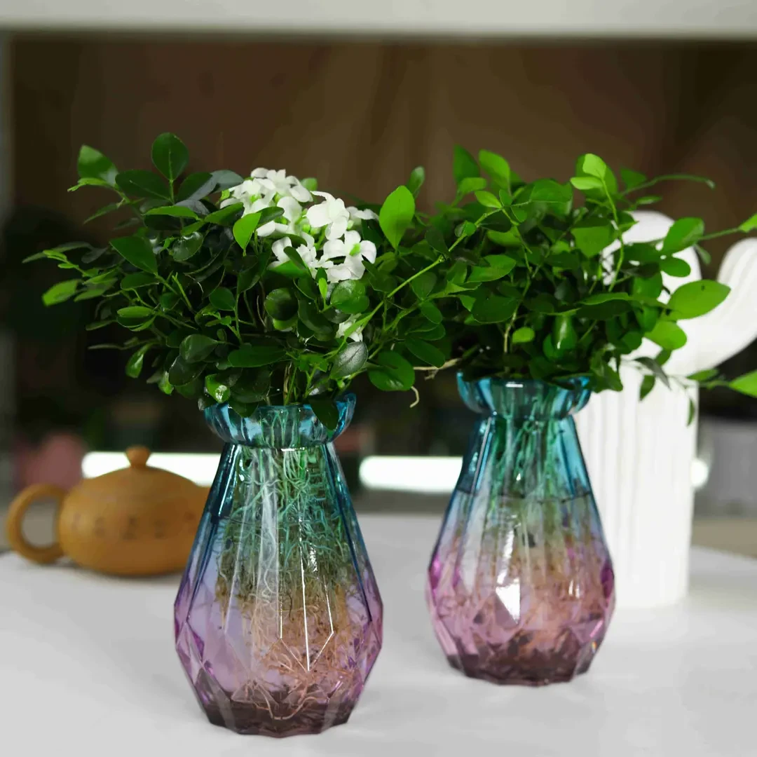 水培土培九里香盆栽浓香四季开花驱蚊防辐射四季常青客厅阳台绿植