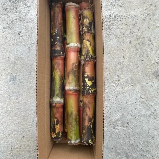 云南脆皮甘蔗（精选装）新鲜多汁脆甜好吃无裂无虫洞现砍现发