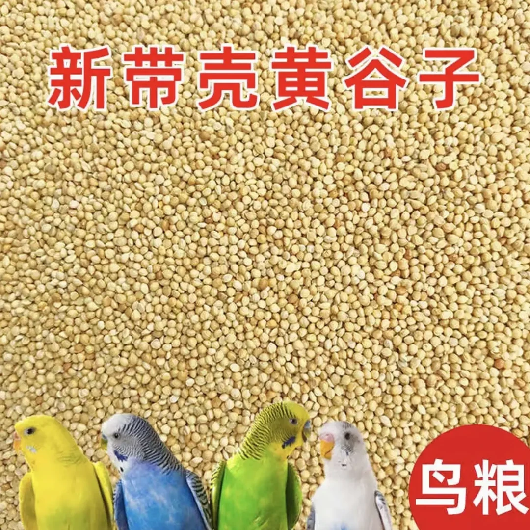 新鲜带壳黄谷子虎皮玄凤牡丹等中小型鹦鹉专用鸟粮