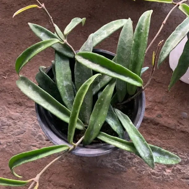 迷你贝尔球兰大苗垂吊花卉室内爬藤绿植四季开花