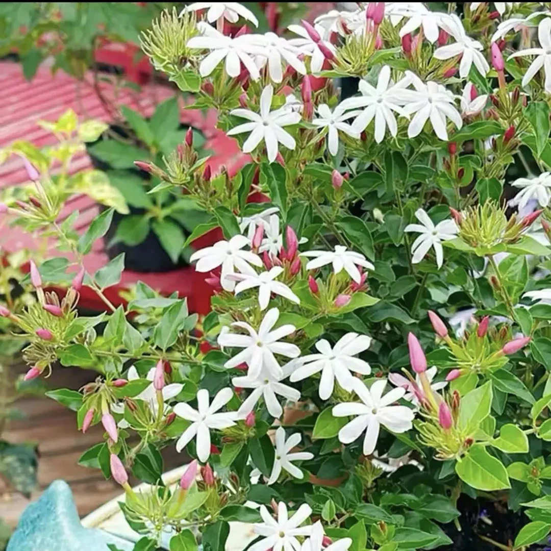 粉苞茉莉多年生庭院花卉耐热耐寒四季开花可爬藤好养护