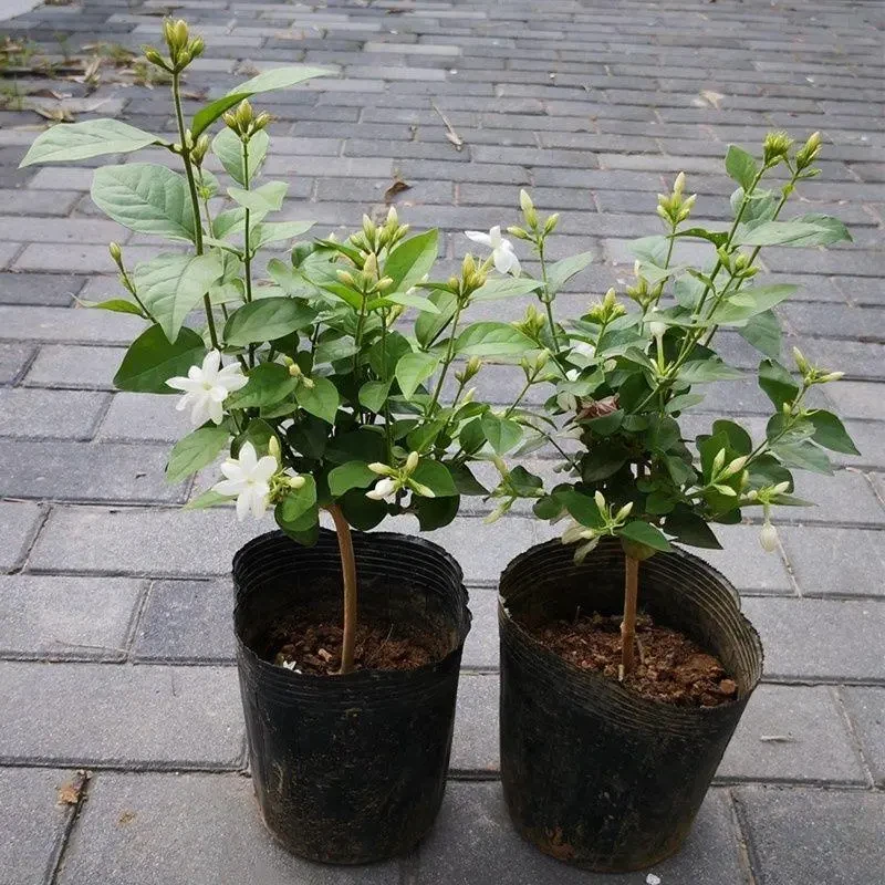 笔尖茉莉单瓣茉莉花盆栽毛茉莉室内植物芳香独杆花苗茉莉王好养