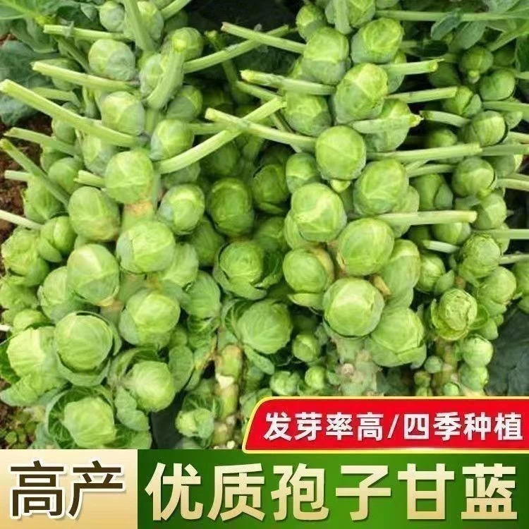 孢子甘蓝苗秧迷你食用小包菜当季高产抱子甘蓝苗四季耐寒耐热盆栽
