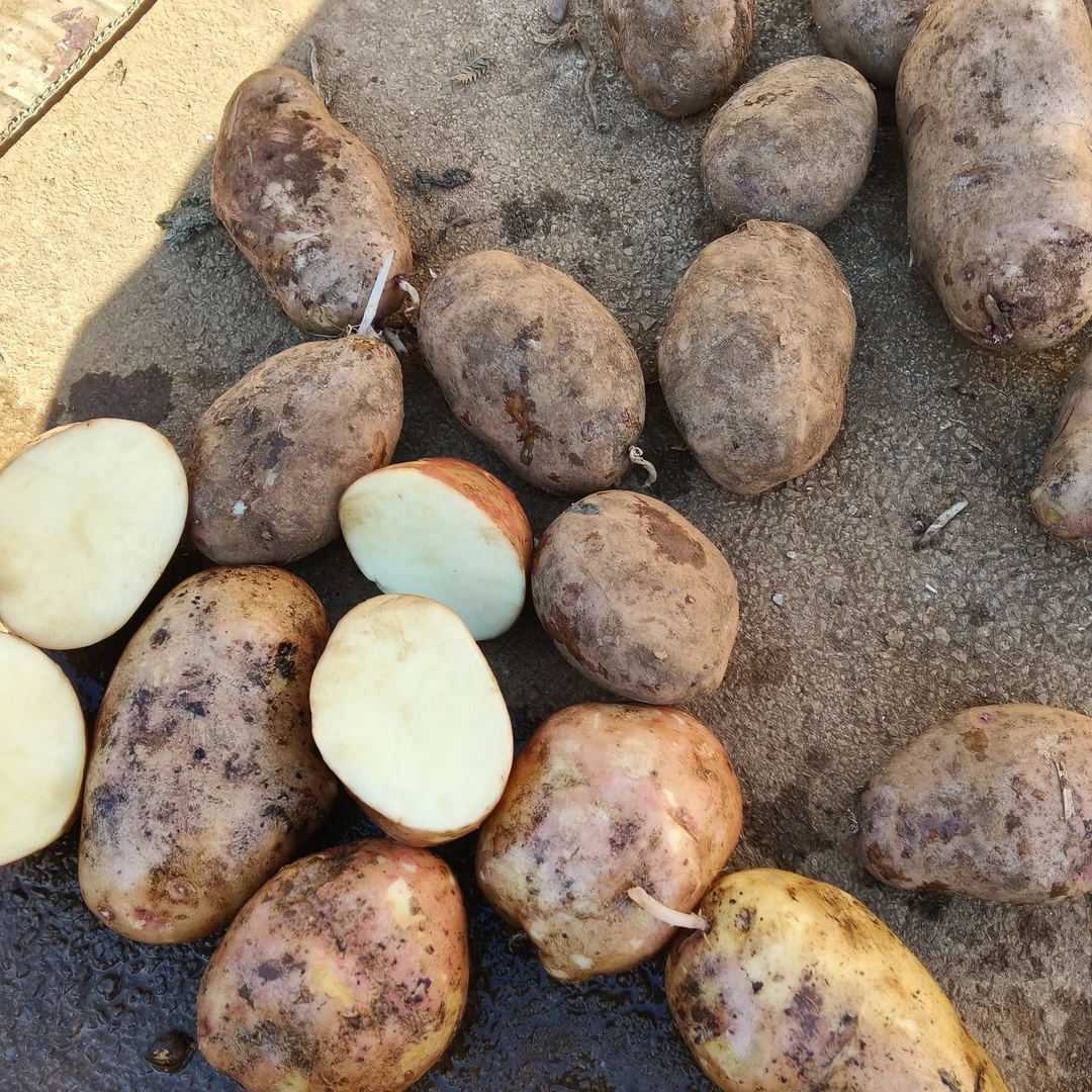 云南大山红皮黄心洋芋土豆新鲜软糯煮炸烤通用实惠好吃不贵