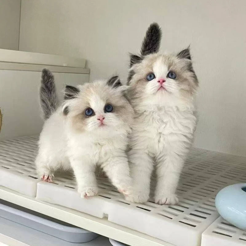【全品类猫咪】布偶金渐层蓝金缅因矮脚等宠物猫活体
