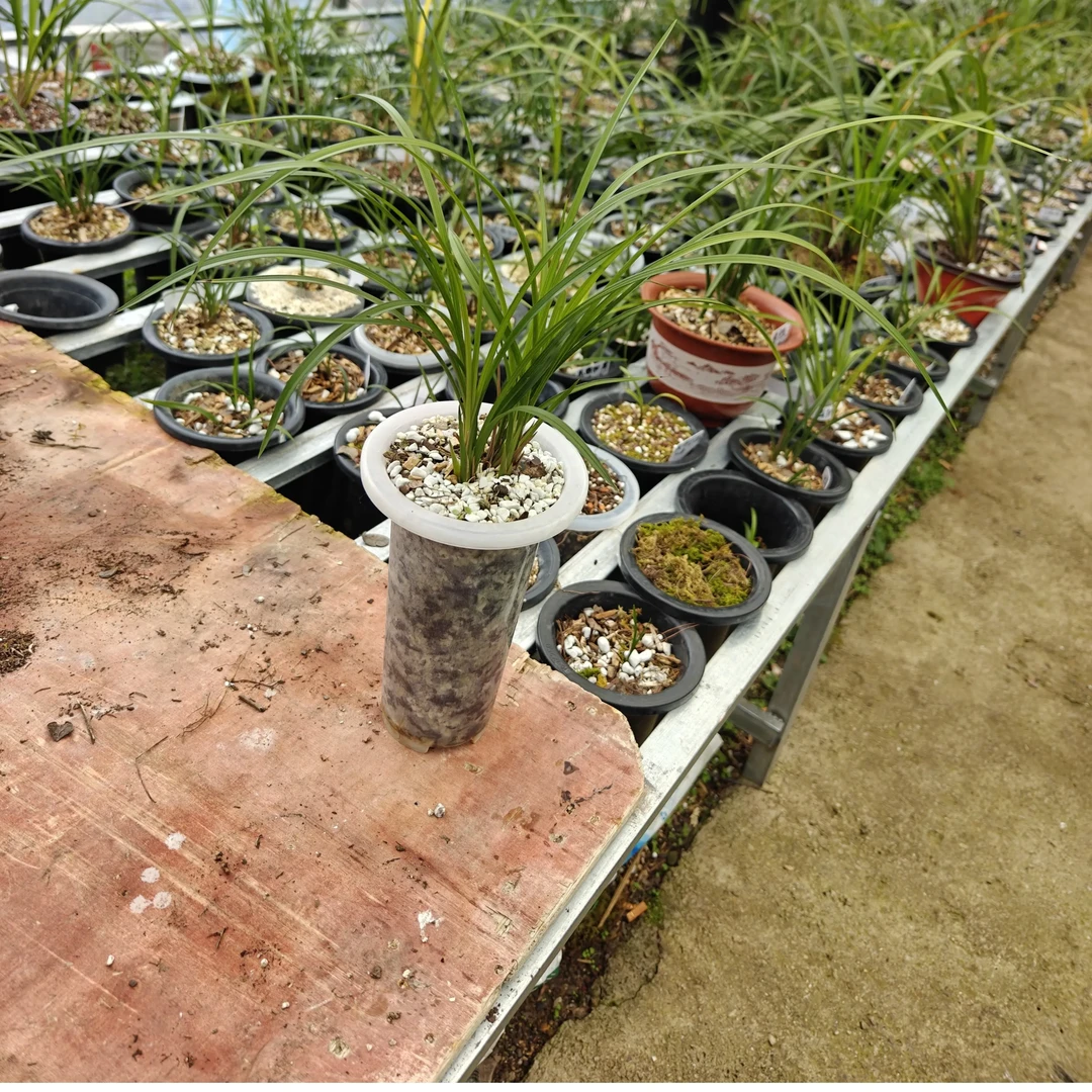 春兰花盆栽清香好养室内阳台高端绿植四季开花栽好